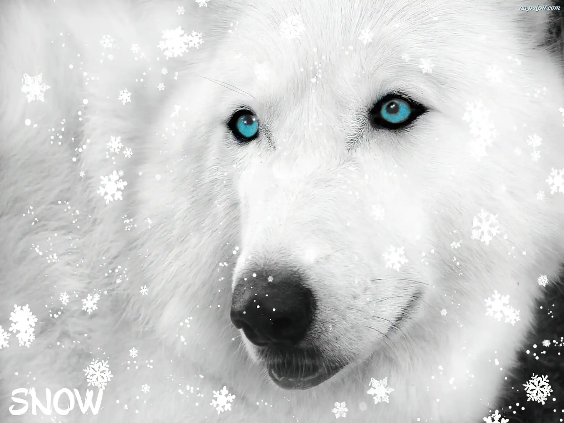 Śniegu, Wilk, Biały, Płatki